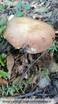 Boletus reticulatus