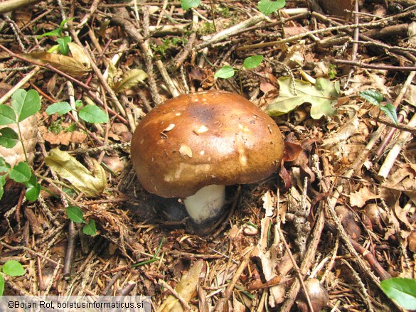 Russula mustelina