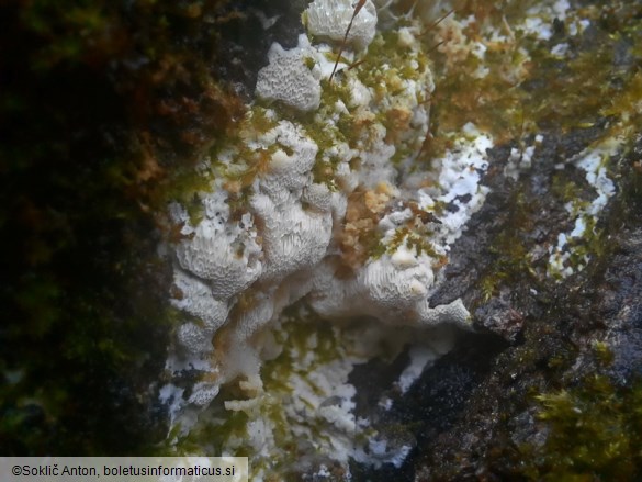 Oxyporus corticola