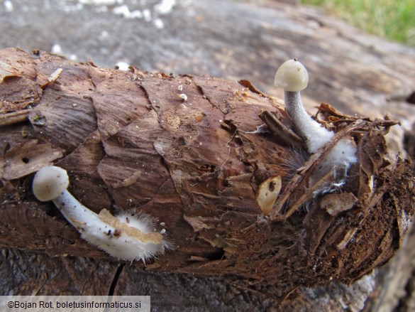 Mycena strobilicola