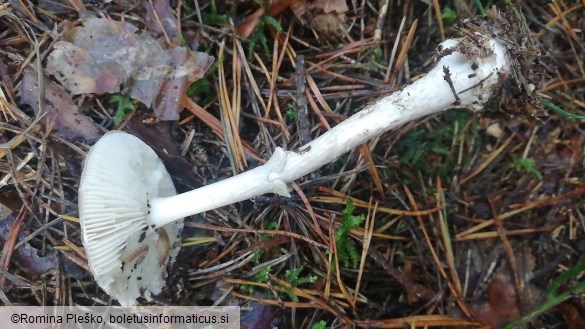 Amanita porphyria