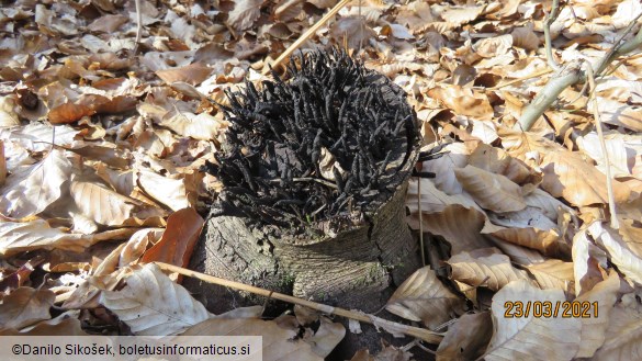 Xylaria hypoxylon