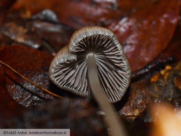 Psathyrella corrugis