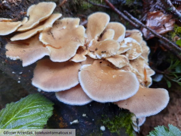 Lentinus strigosus