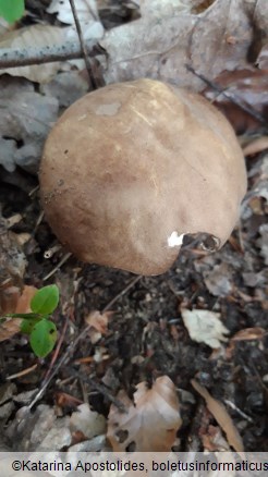 Boletus reticulatus