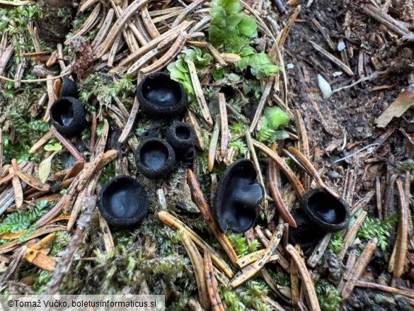 Pseudoplectania nigrella