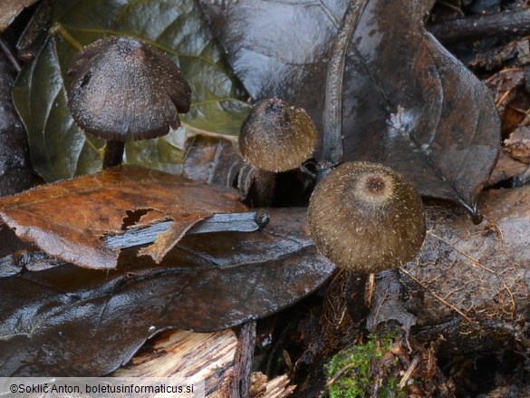 Entoloma strigosissimum