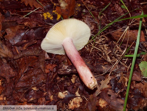 Russula amoena