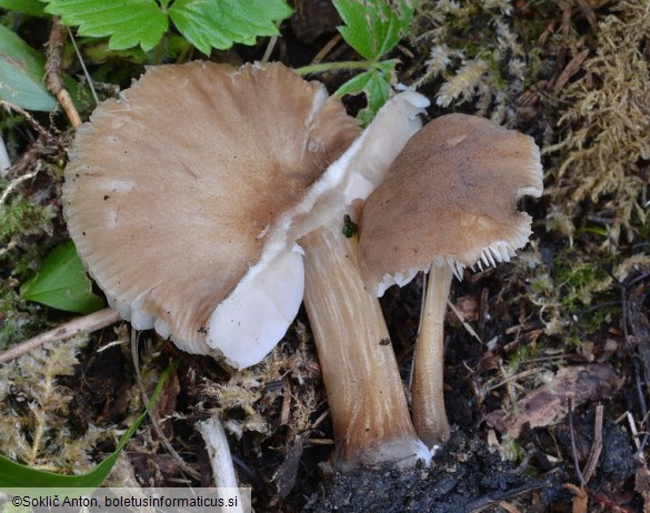 Pluteus plautus