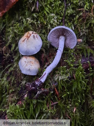 Stropharia aeruginosa
