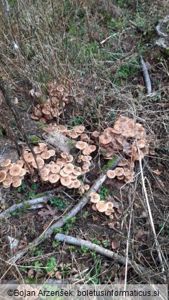 Armillaria borealis