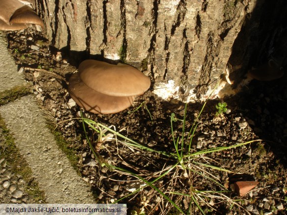 Pleurotus ostreatus