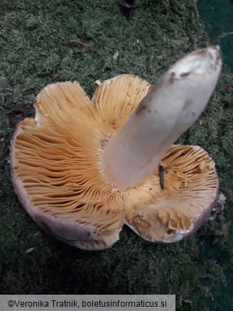 Russula risigallina