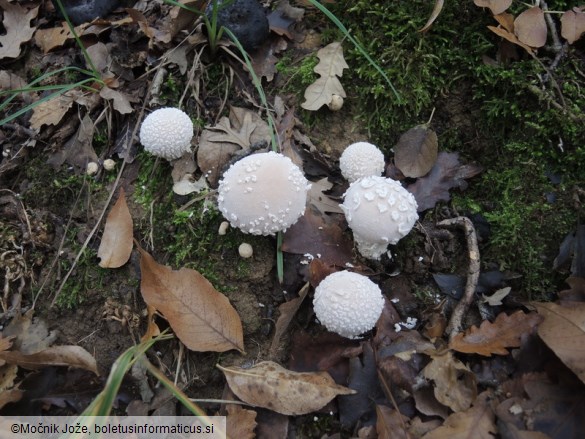 Lycoperdon mammiforme