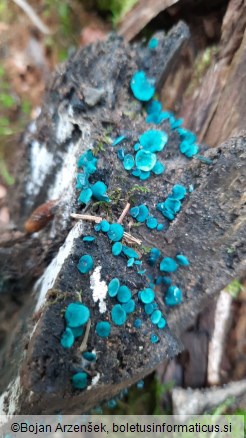 Chlorociboria aeruginascens