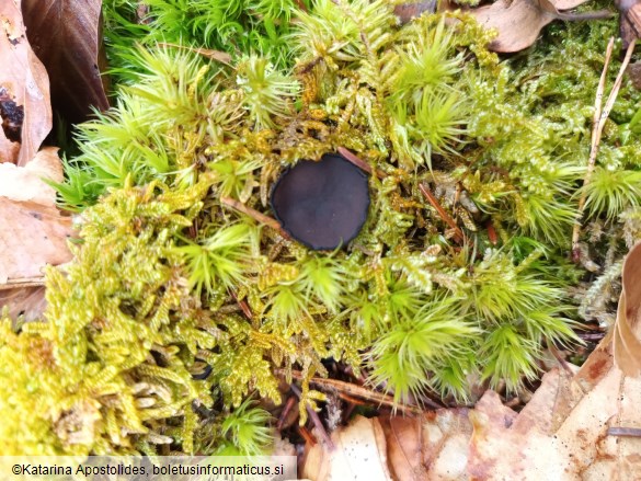 Pseudoplectania nigrella