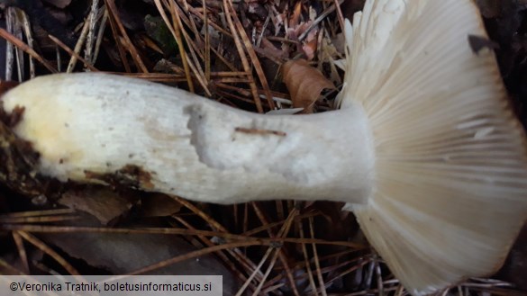 Russula ochroleuca