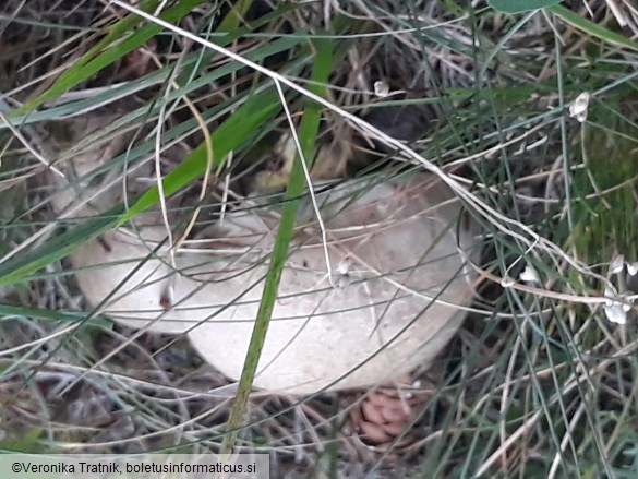 Boletus radicans