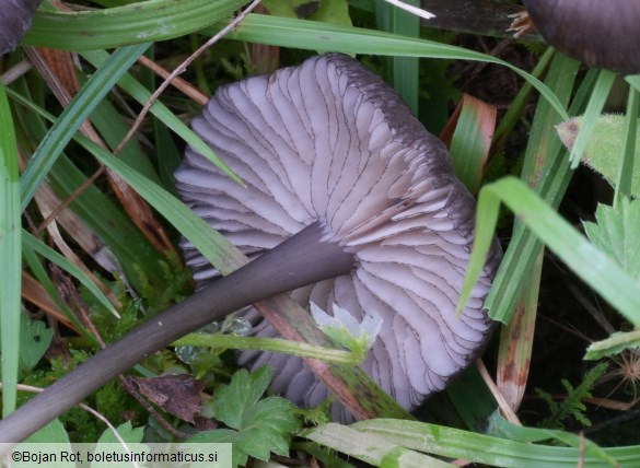 Entoloma serrulatum