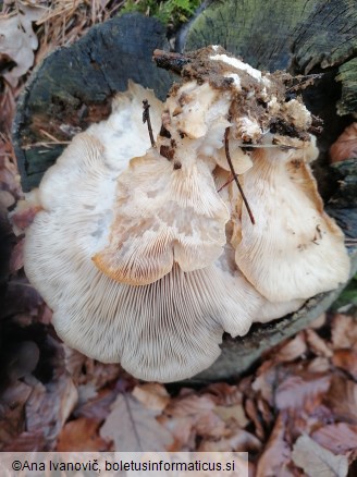 Pleurotus ostreatus