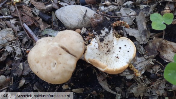 Calocybe gambosa