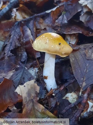 Cortinarius vibratilis