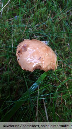 Chalciporus piperatus