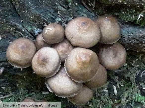 Marasmius wynneae