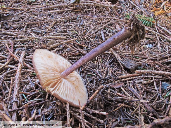 Entoloma allochroum