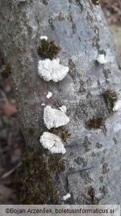 Schizophyllum commune