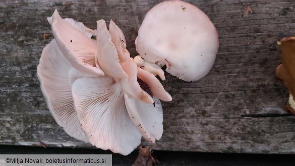 Pleurotus pulmonarius