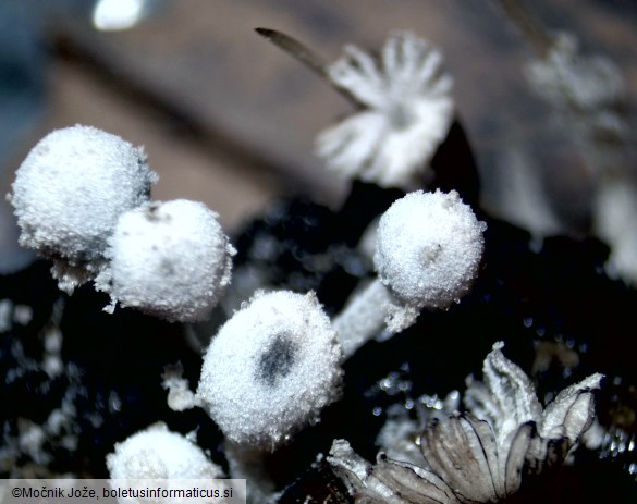 Coprinopsis stercorea