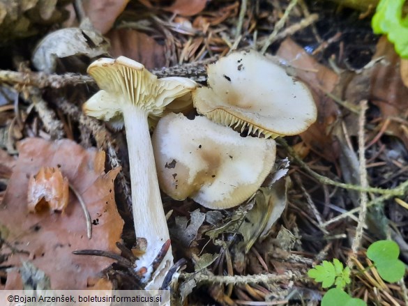 Clitocybe fragrans