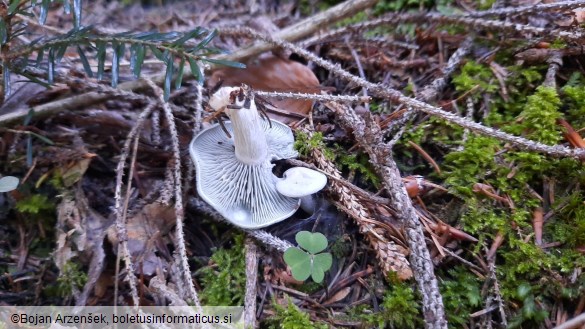 Clitocybe odora