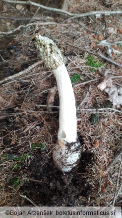 Phallus impudicus