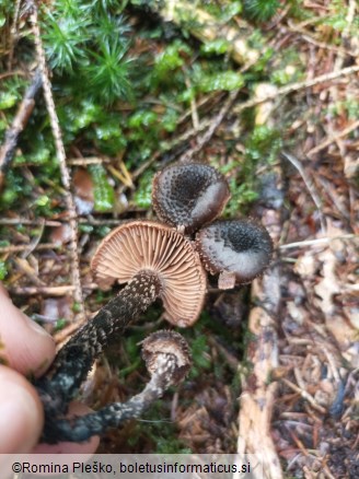 Inocybe calamistrata