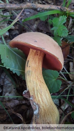 Suillellus luridus