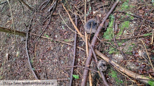 Strobilomyces strobilaceus