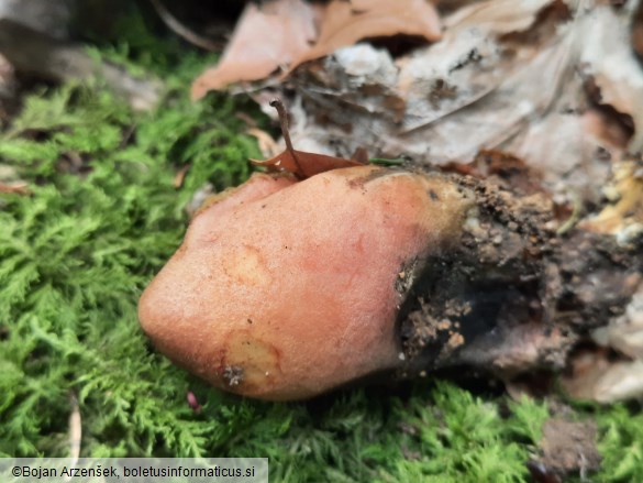 Rheubarbariboletus armeniacus