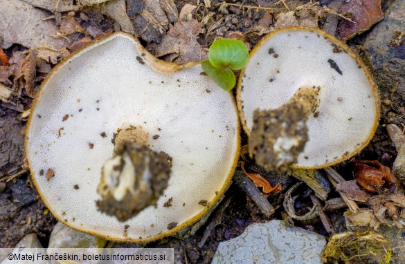 Lentinus substrictus