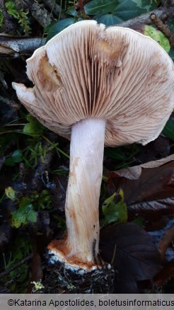 Cortinarius