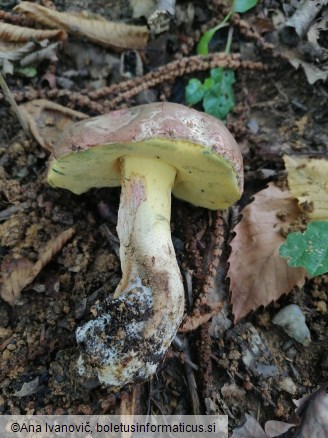 Xerocomus subtomentosus