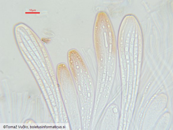 Therrya pini var. pini