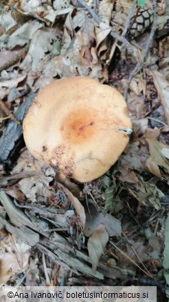 Lactarius volemus