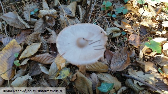 Amanita vaginata