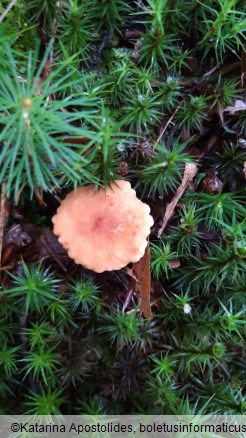 Lactarius fulvissimus