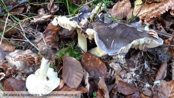 Tricholoma portentosum