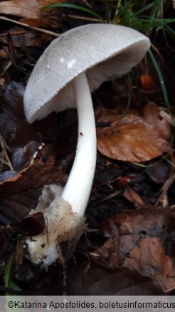 Volvariella taylorii