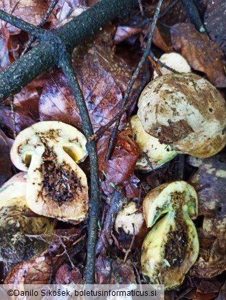 Boletus appendiculatus