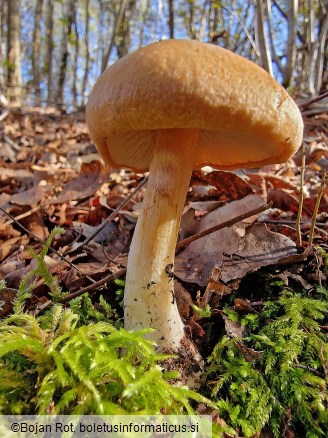 Thaxterogaster talus